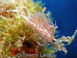 Flabelinna showing off her elegant colors in Ibiza..... by Thierry Lannoy 